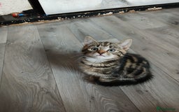 Mixed Breed cats for sale: Tabby kittens for sale - Image 7