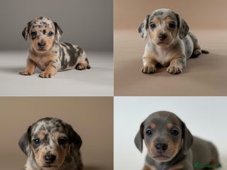 Miniature Dachshund dogs - Advert 6