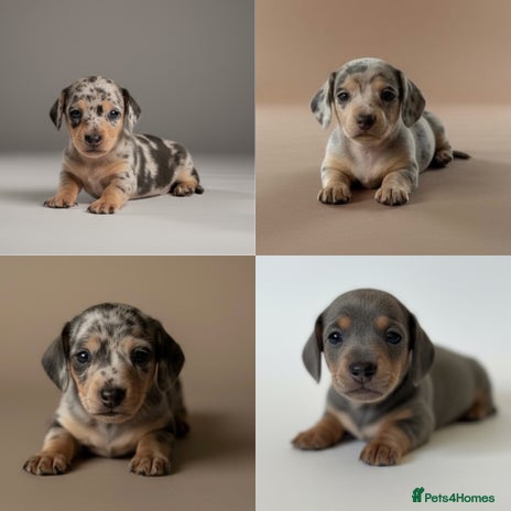 Miniature Dachshund dogs - Advert 3
