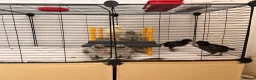 Mixed Breed birds for sale: 🐣 [Show-Quality & Healthy Chicks for Sale] - Advert 19