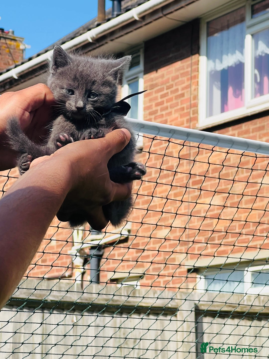Mixed Breed cats for sale: Four Little Pawsomes Looking for Forever Homes!  - Image 6