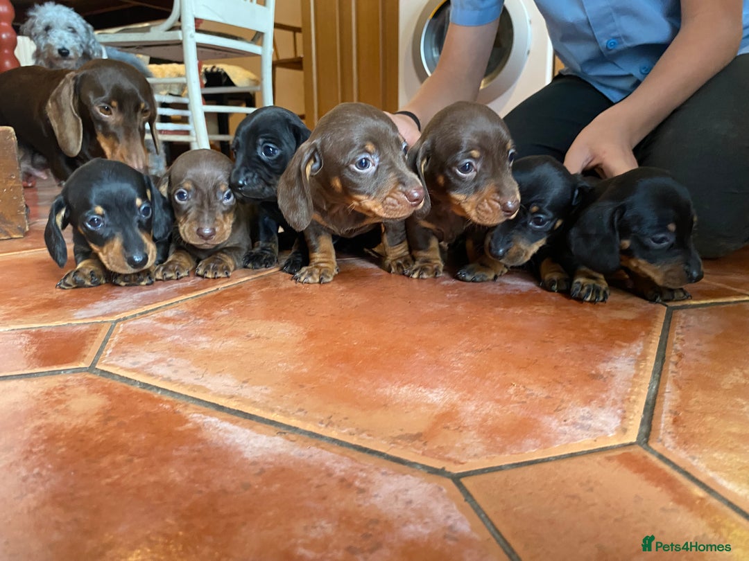 Dachshund dogs for sale: Miniature Dachshund Puppies ⭐️one male left  ⭐️ - Advert 24