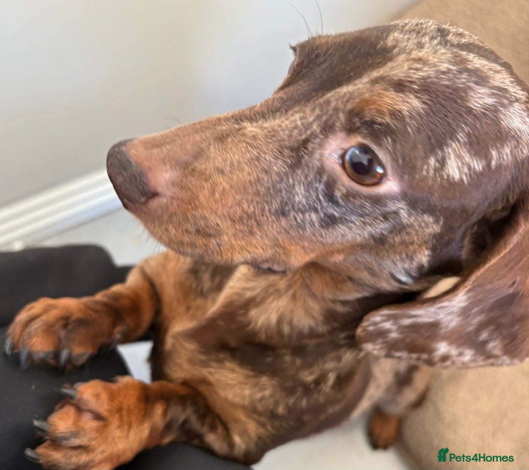 Miniature Dachshund dogs for sale: 3 Miniature dachshunds ⭐️1 GIRL, 2 BOYS⭐️ - Advert 5