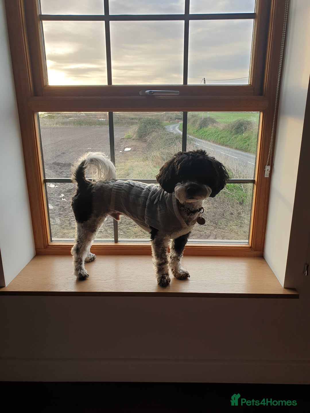 Cavachon dogs for sale: Up for adoption - Image 5