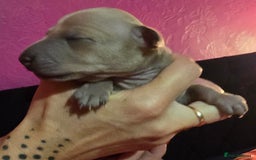 Italian Greyhound dogs for sale: KC regist. Beautiful Italian Greyhound  - Image 6