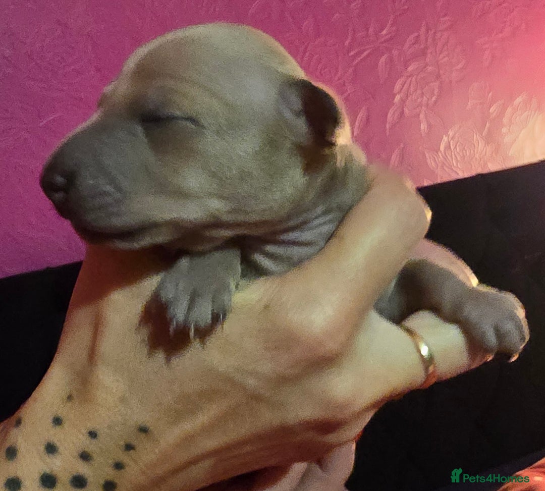 Italian Greyhound dogs for sale: KC regist. Beautiful Italian Greyhound  - Image 6