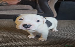 Mixed Breed dogs for sale: Staff x mastiff puppies 4 boy 3 girls - Image 2