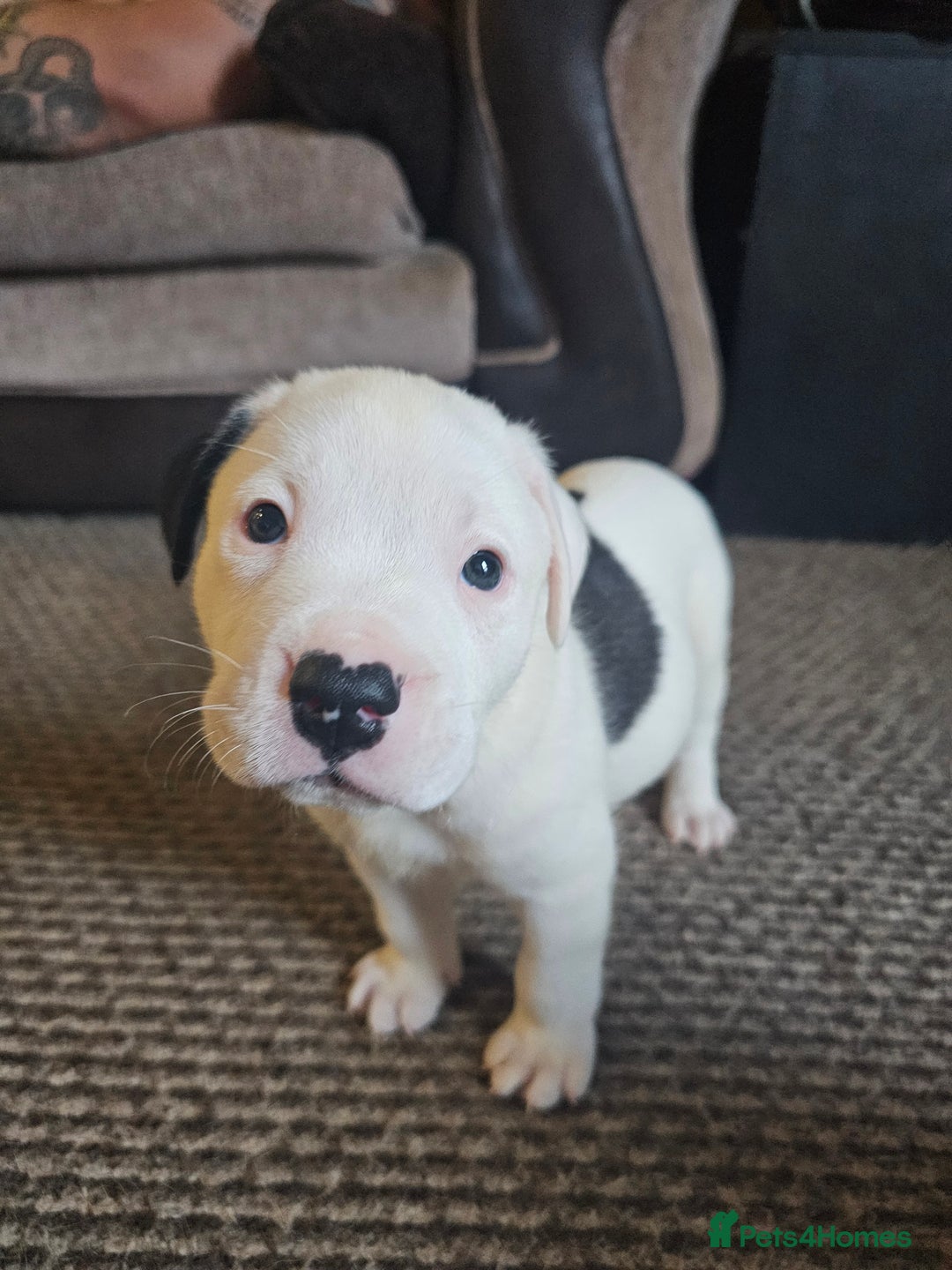 Mixed Breed dogs for sale: Staff x mastiff puppies 4 boy 3 girls - Image 2