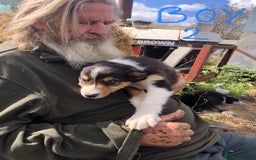 Border Collie dogs for sale: Traditional rough coated Border collie pups - Image 10