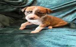 Mixed Breed dogs for sale: Beautiful whippet cross labrador(collie) puppies  - Image 18