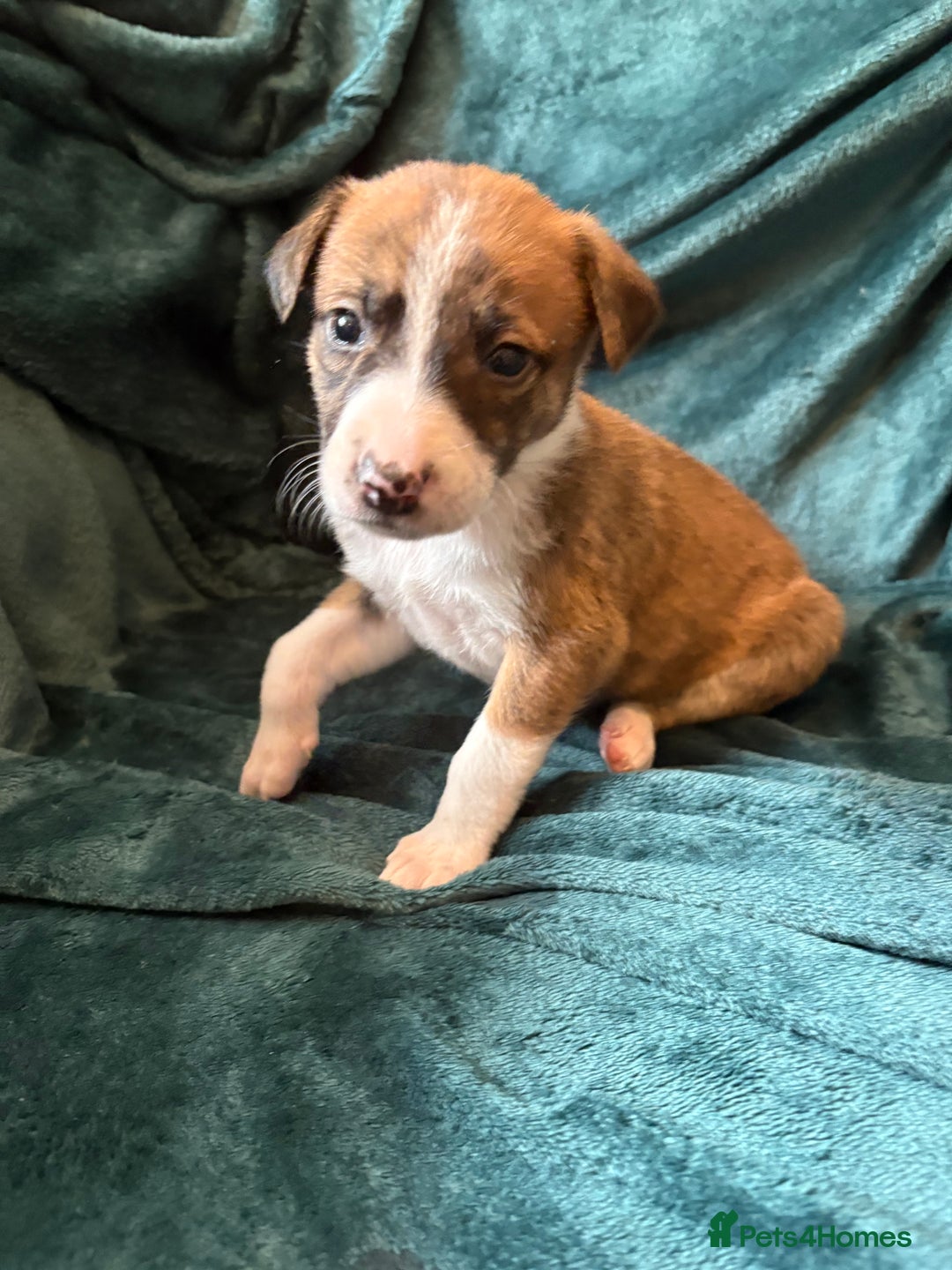 Mixed Breed dogs for sale: Beautiful whippet cross labrador(collie) puppies  - Image 18