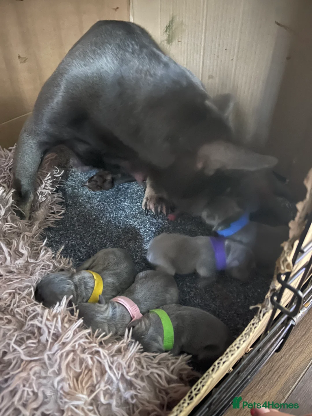 French Bulldog dogs for stud: 🇫🇷 French Bulldog For Stud  🇫🇷 in Croydon - Advert 6