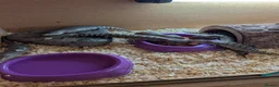 Skink reptiles for sale: Blue tongue skink babies  - Advert 1