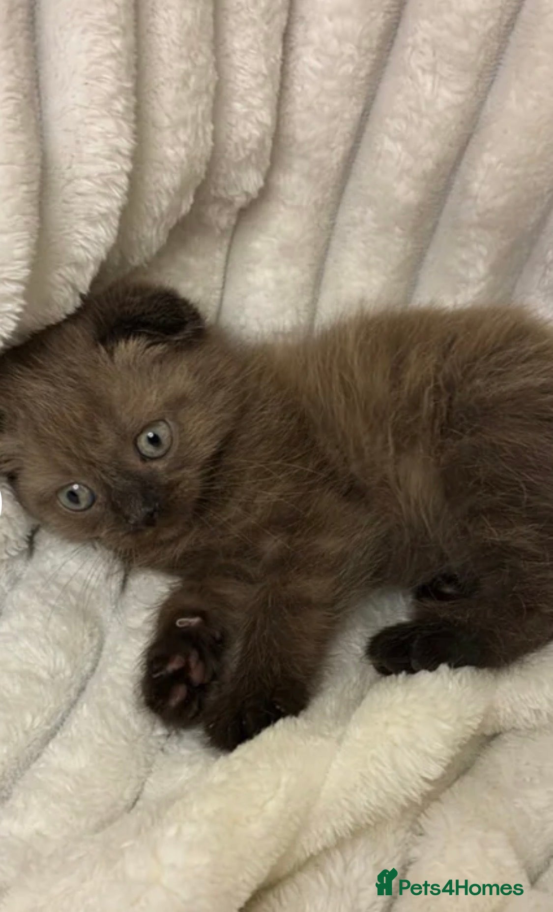 Mixed Breed cats ❤️Cute chocolate BSH x Scottish Fold❤️ - Advert 3