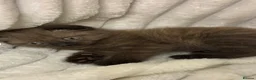 Mixed Breed cats for sale: ❤️Cute chocolate BSH x Scottish Fold❤️ - Advert 2