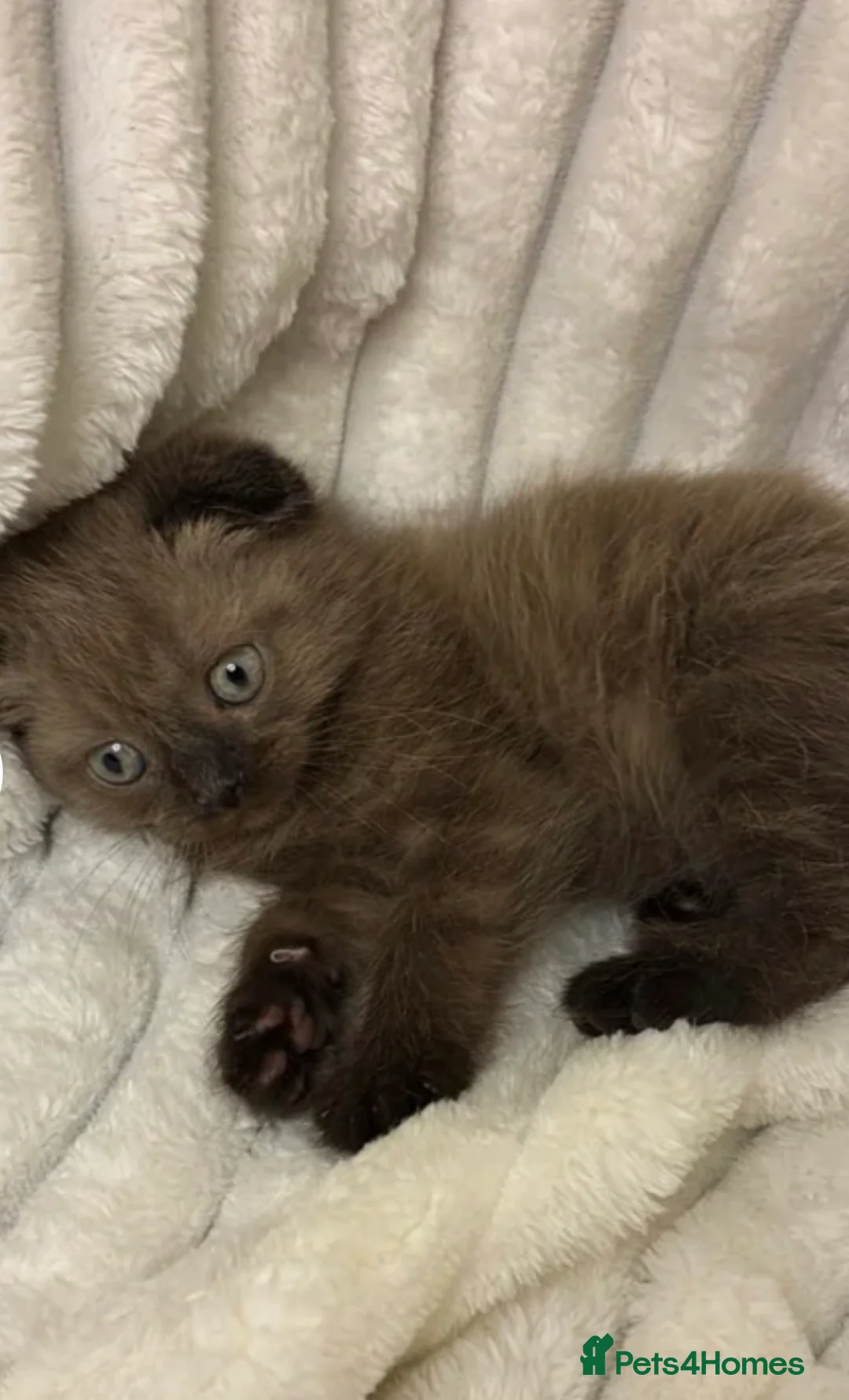Mixed Breed cats for sale: ❤️Cute chocolate BSH x Scottish Fold❤️ - Advert 2