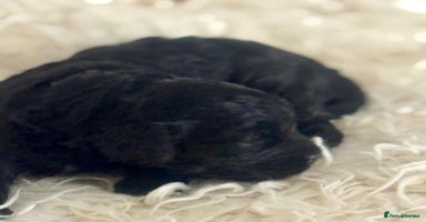 Cavapoo dogs - Advert 7