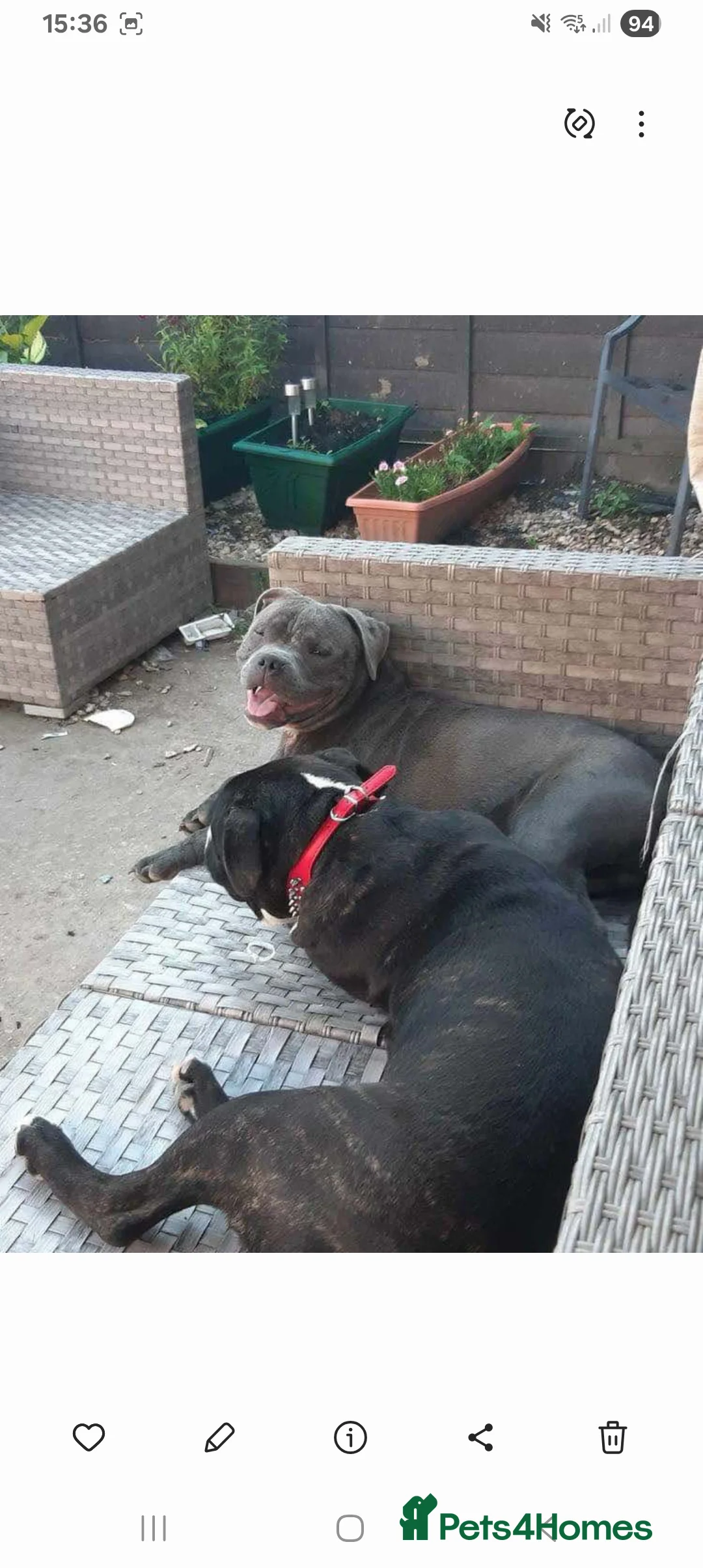 Staffordshire Bull Terrier dogs for sale:  Brindle Staff x blue staff - Advert 3