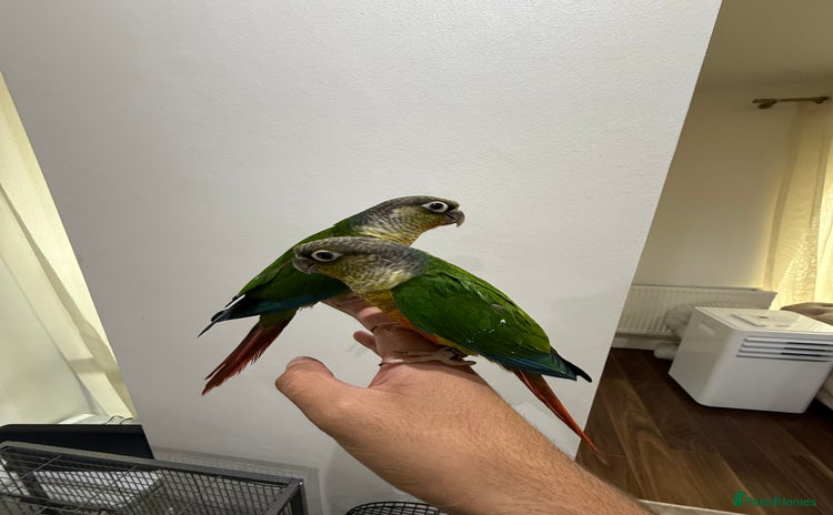 Conures birds - Advert 14