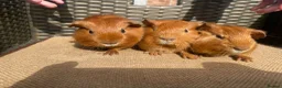 Guinea Pig rodents for sale: Baby Guinea pigs available ready now - Advert 1