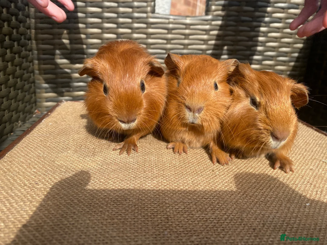 Guinea Pig rodents for sale: Baby Guinea pigs available ready now - Advert 1