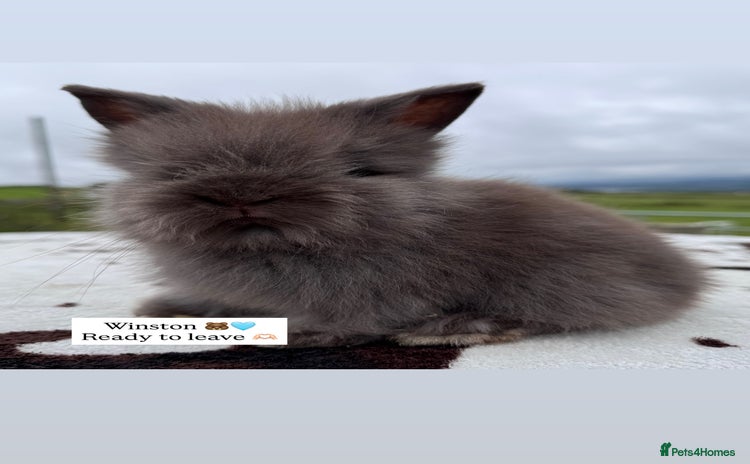 Lionhead rabbits - Advert 16