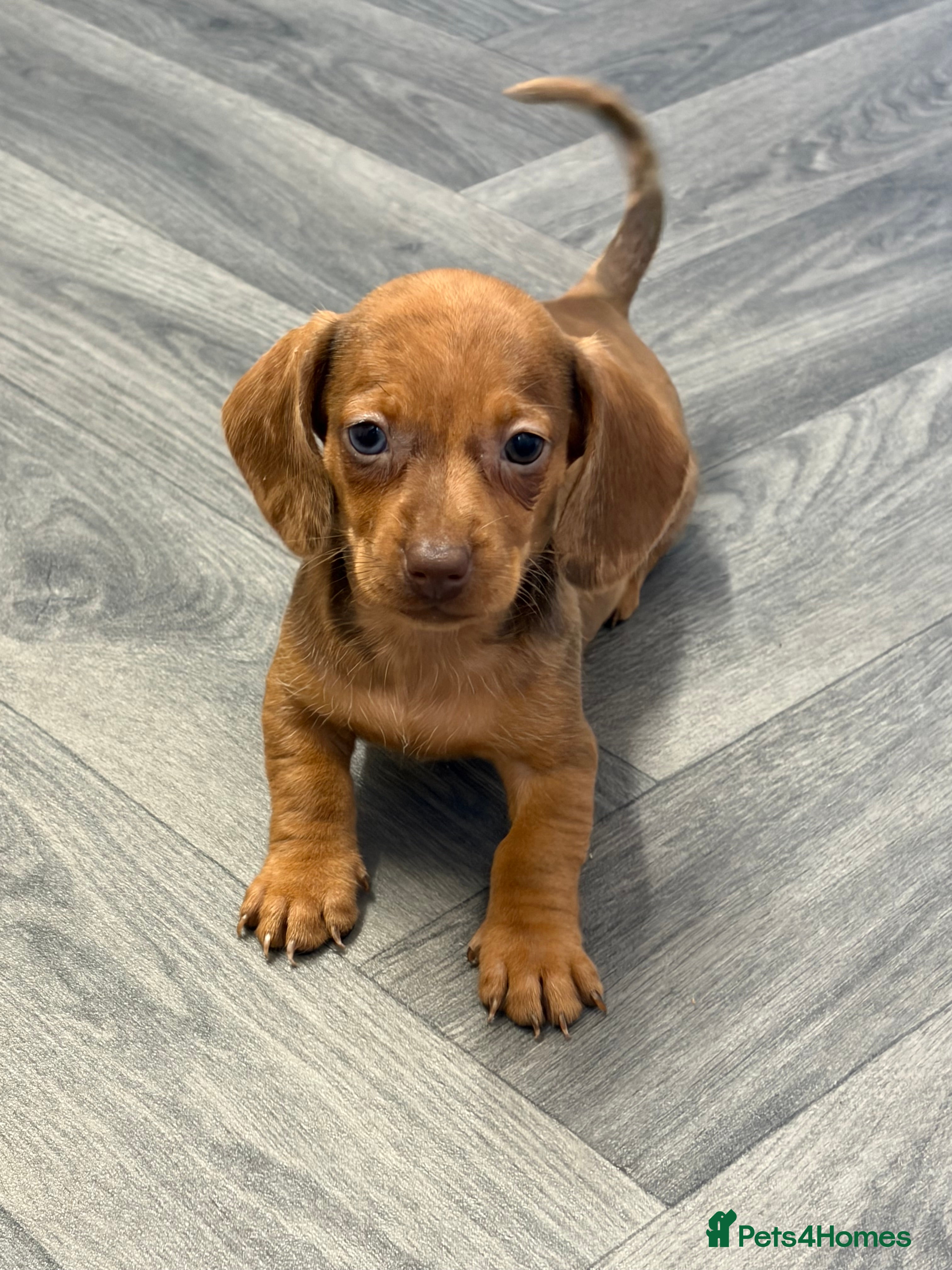 Dachshund dogs Red Dachshund Puppies! - Advert 3