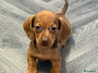 Dachshund dogs Red Dachshund Puppies! - Advert 3