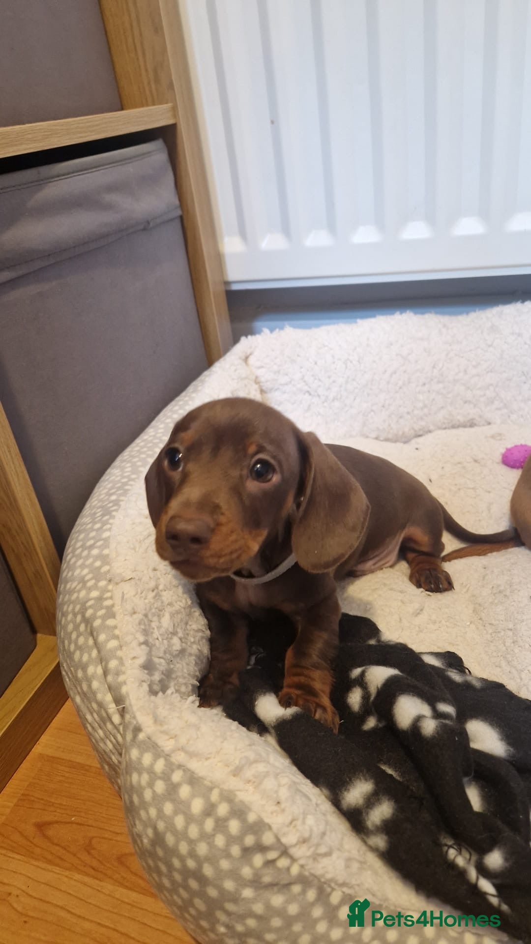 Dachshund dogs for stud: FOR STUD PROVEN kc reg Choc & tan mini dachshund in Sunderland - Advert 20