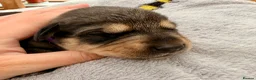 Mixed Breed dogs for sale: 🐾 POMSKY X MINIATURE DACHSHUND PUPPIES  🐾 - Advert 15