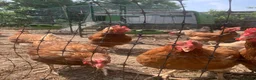 Chickens poultry for sale: Gentle hens laying eggs daily in Swindon - Advert 2