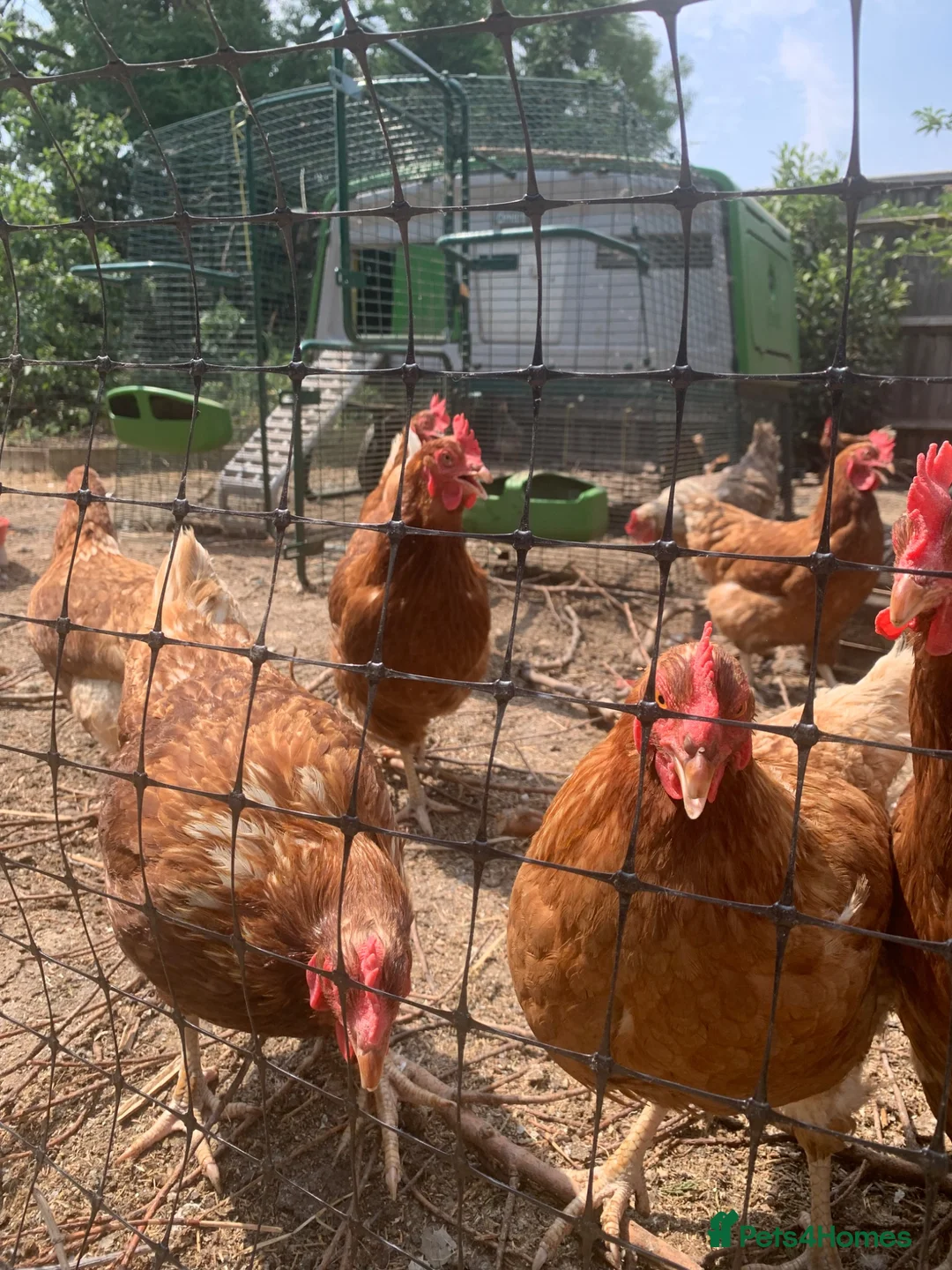 Chickens poultry for sale: Gentle hens laying eggs daily in Swindon - Advert 2