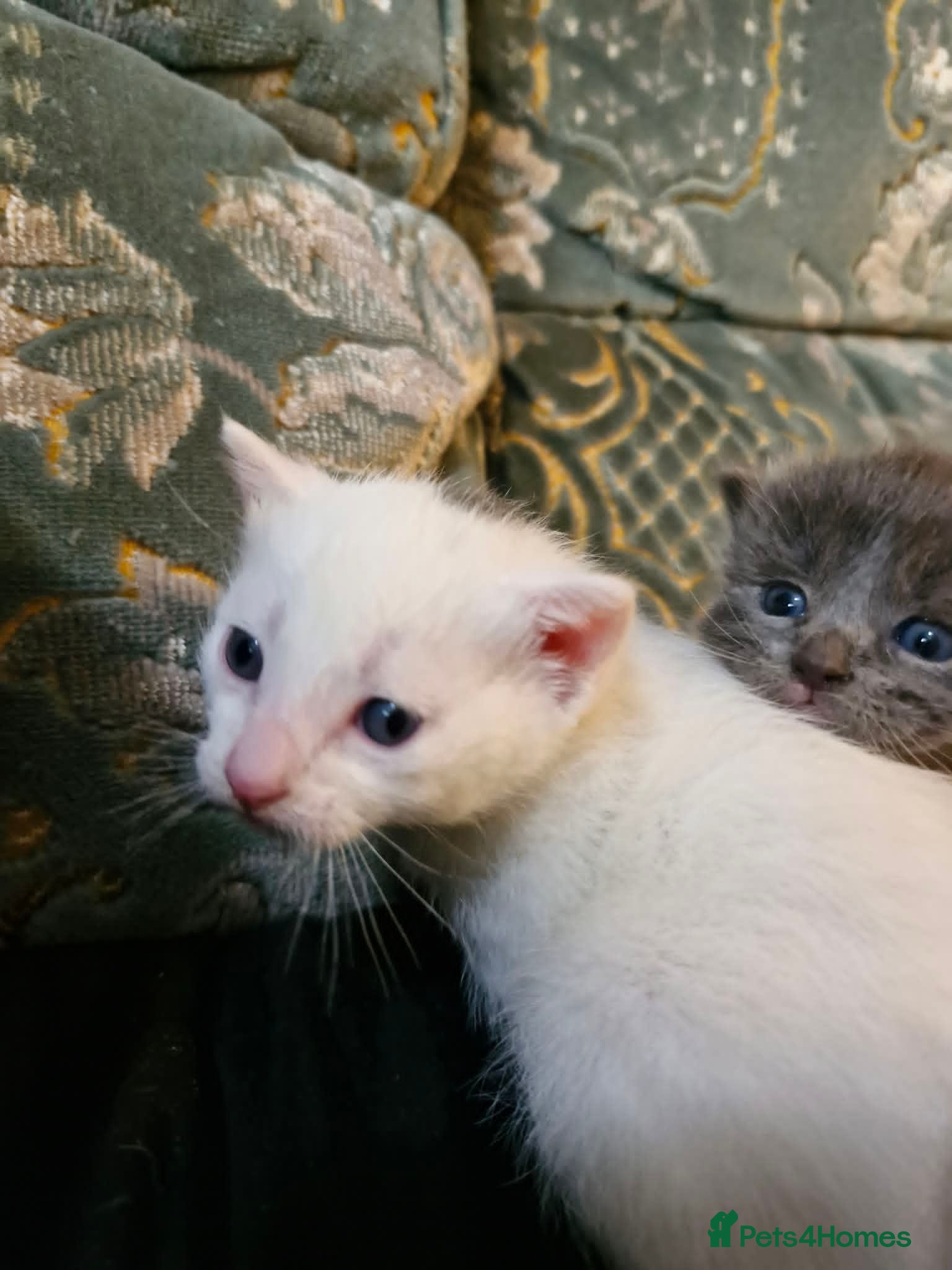 Maine Coon cats for sale: Maine Coon/Turkish Angora X kittens - Advert 4