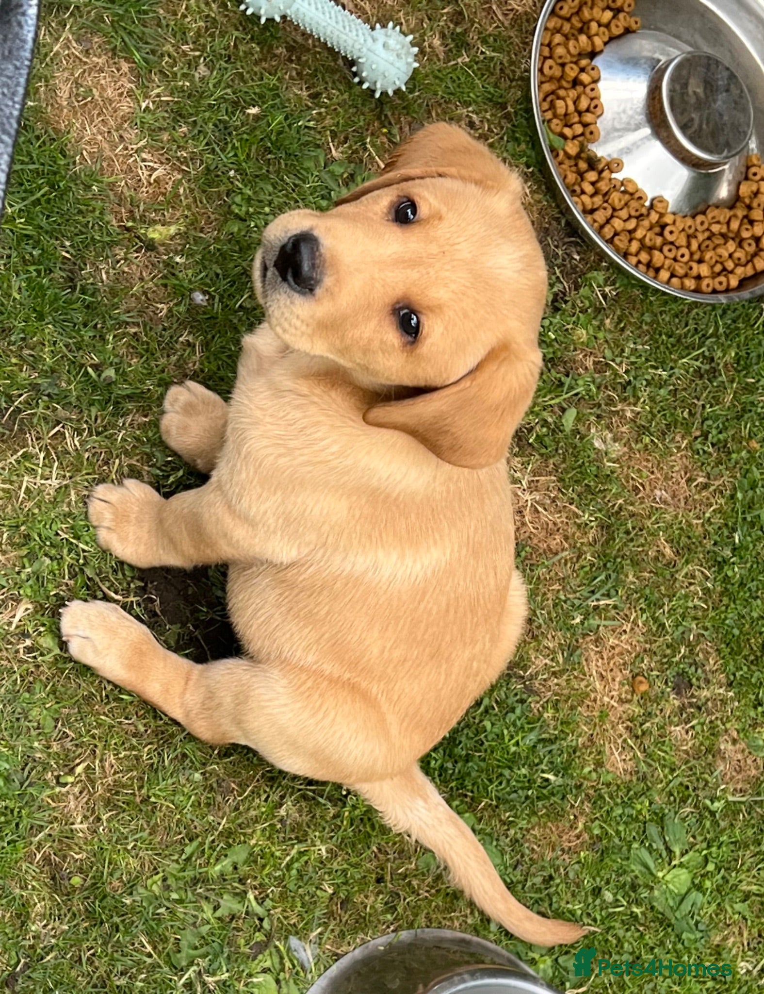 Labrador Retriever dogs Gorgeous Labrador Puppies For Sale - Advert 2