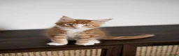 Maine Coon cats for sale: 5 Beautiful Russian Import Kittens TICA - Advert 21