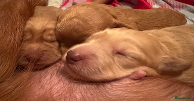 Cockapoo dogs F1B Cockerpoo puppies looking for new homes - Advert 8