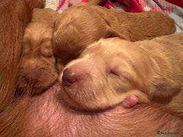 Cockapoo dogs F1B Cockerpoo puppies looking for new homes - Advert 3