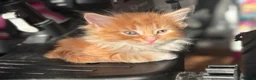 British Shorthair cats for sale: 3 male shorthair/long hair British kittens in Bristol - Advert 6