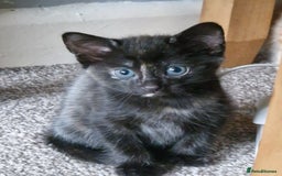 Mixed Breed cats for sale: Gorgeous Bundle Of Fluffy Kittens - Image 8