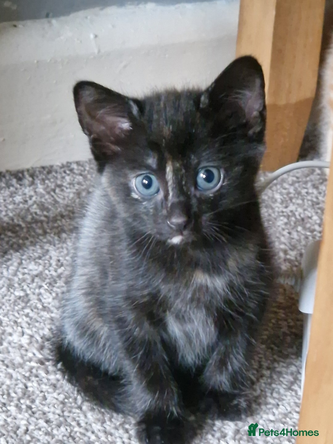 Mixed Breed cats for sale: Gorgeous Bundle Of Fluffy Kittens - Image 8