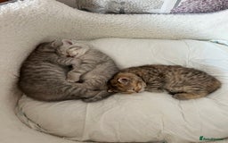 British Shorthair cats for sale: British Shorthair Kittens  - Image 2
