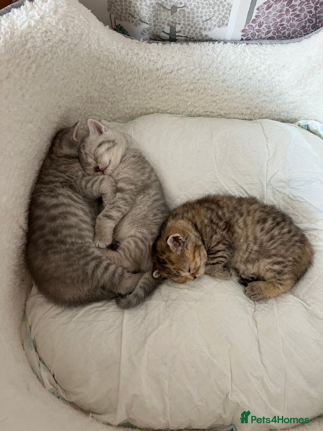 British Shorthair cats for sale: British Shorthair Kittens  - Image 2