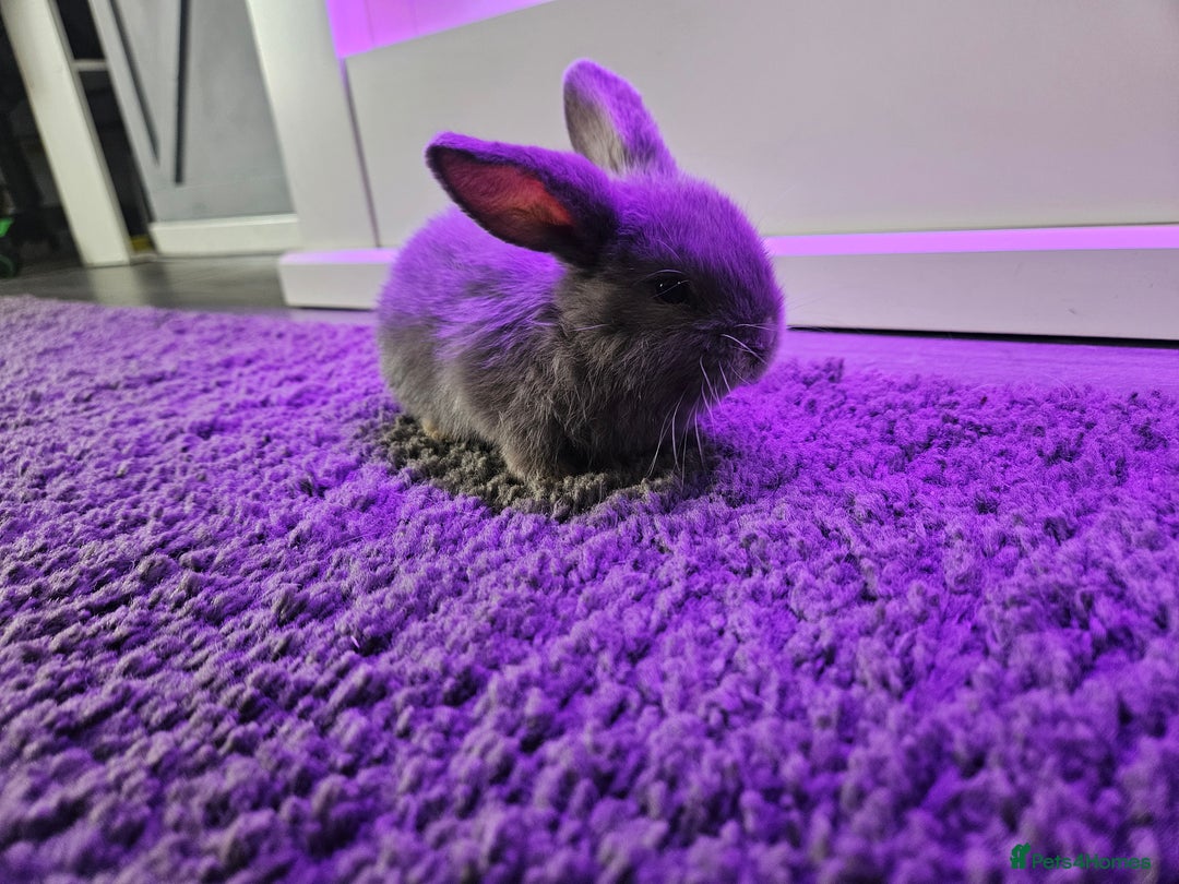 Mini Lop rabbits for sale: Baby min lops  - Image 10