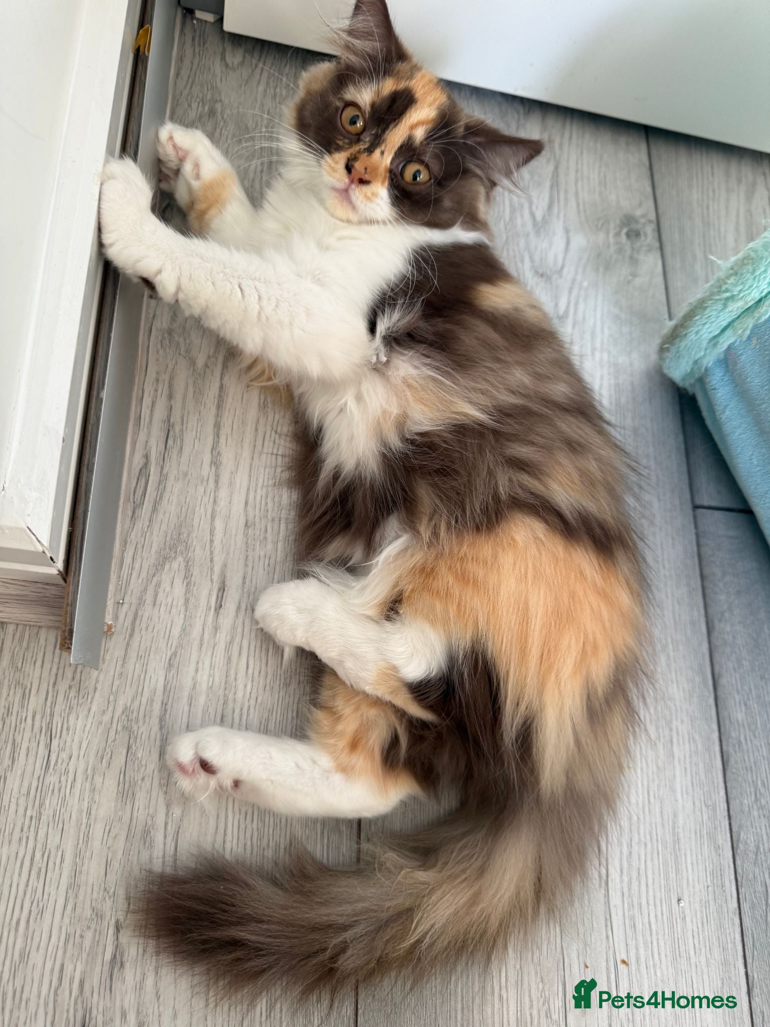 British Longhair cats British Longhair Chocolate tortie girl😻 Ready now - Advert 1