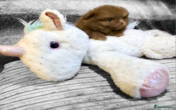Pomeranian dogs for sale: Rare miniature Teddy face pomeranian puppies  - Image 6