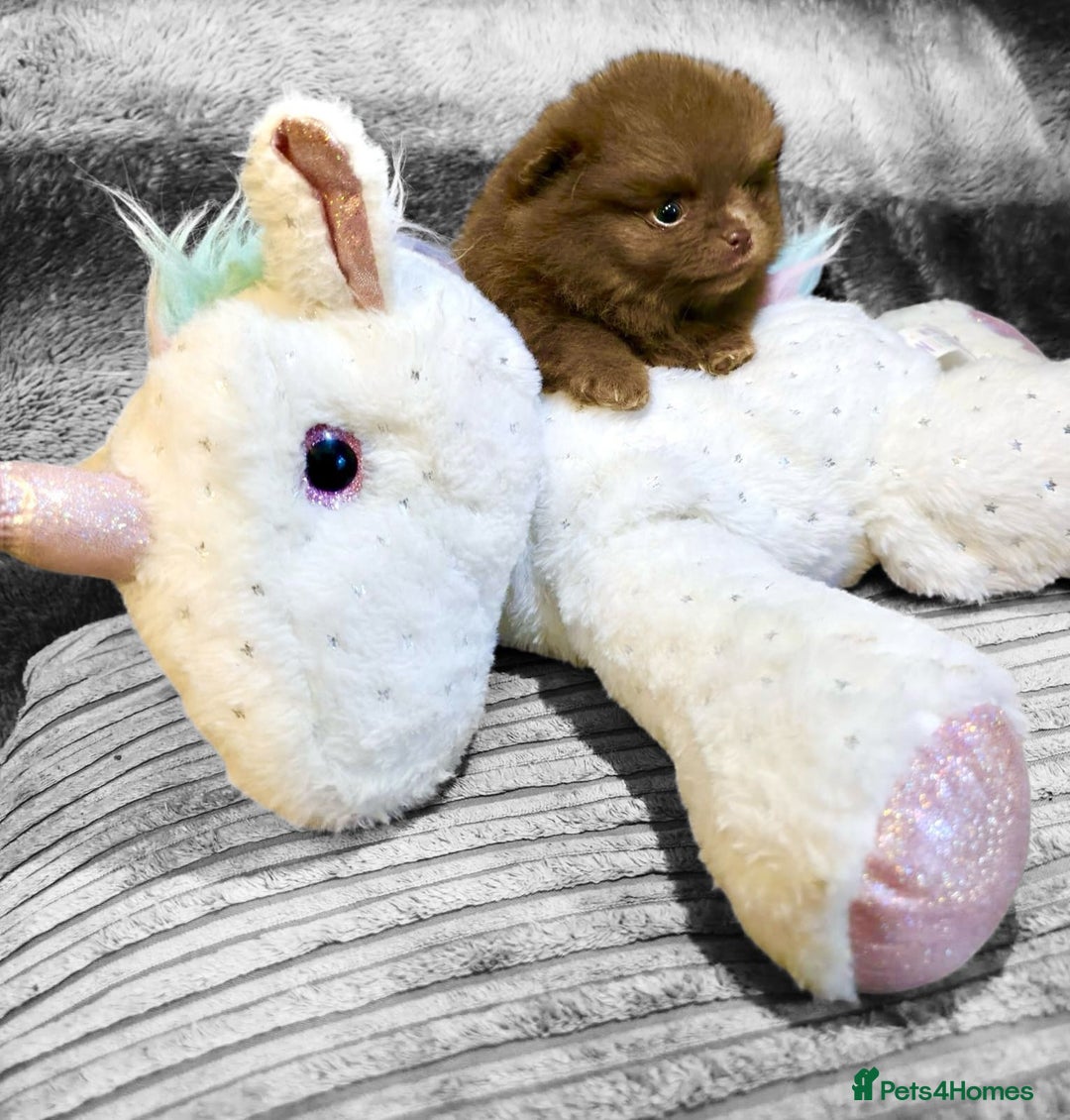 Pomeranian dogs for sale: Rare miniature Teddy face pomeranian puppies  - Image 6