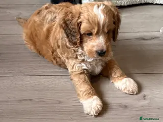 Cockapoo dogs Beautiful cockapoo puppies - Advert 13