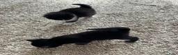 Domestic Shorthair cats for sale: 2 female kittens looking for there forever home - Advert 6