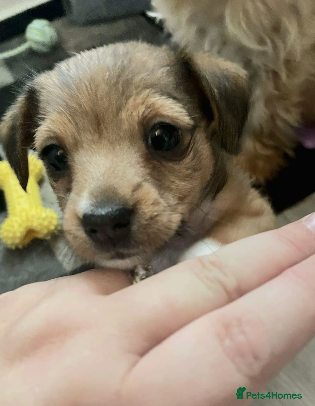 Mixed Breed dogs for sale: Beautiful YorkieRussell pups for sale! Small size  - Image 5