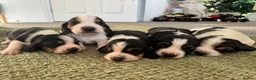 Basset Hound dogs for sale: One Beautiful Basset Hound Pup (Bertha) remaining. - Advert 15